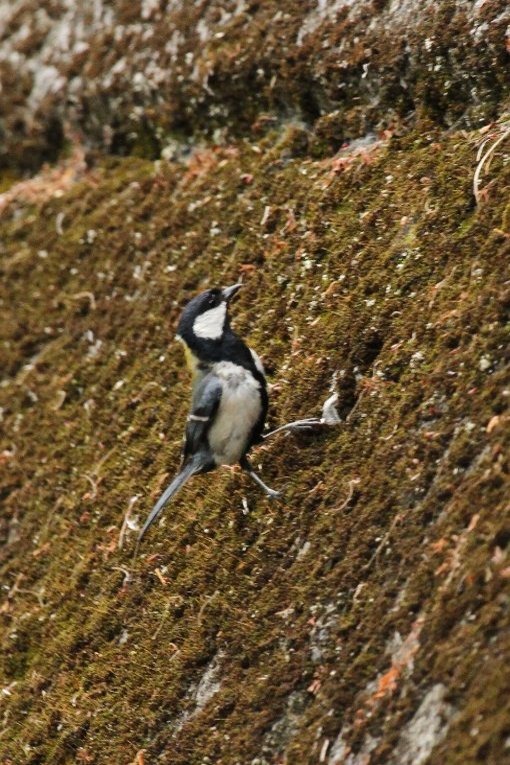 �V�W���E�J��