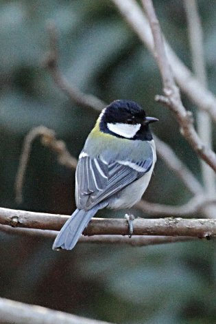 �V�W���E�J��