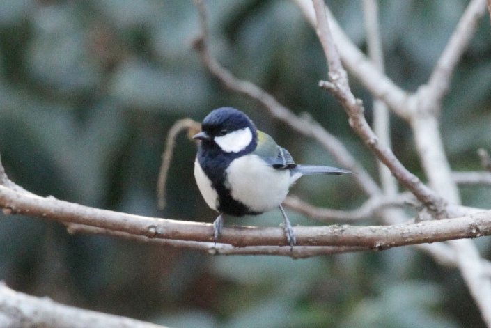 �V�W���E�J��