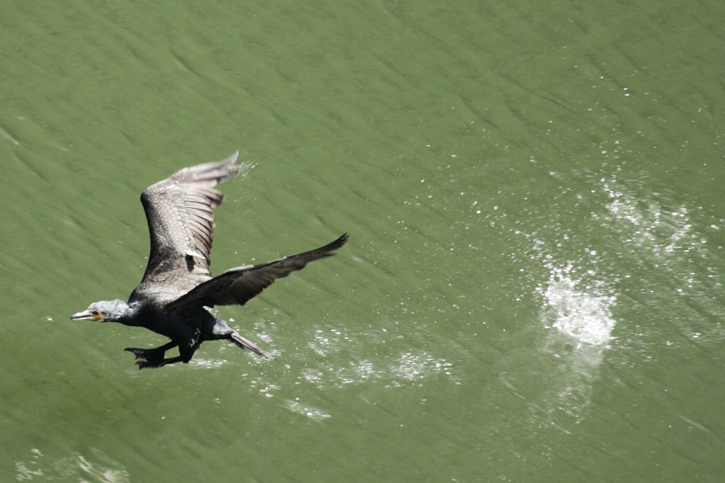 �Q�Ăӂ��߂��ē�����J���E