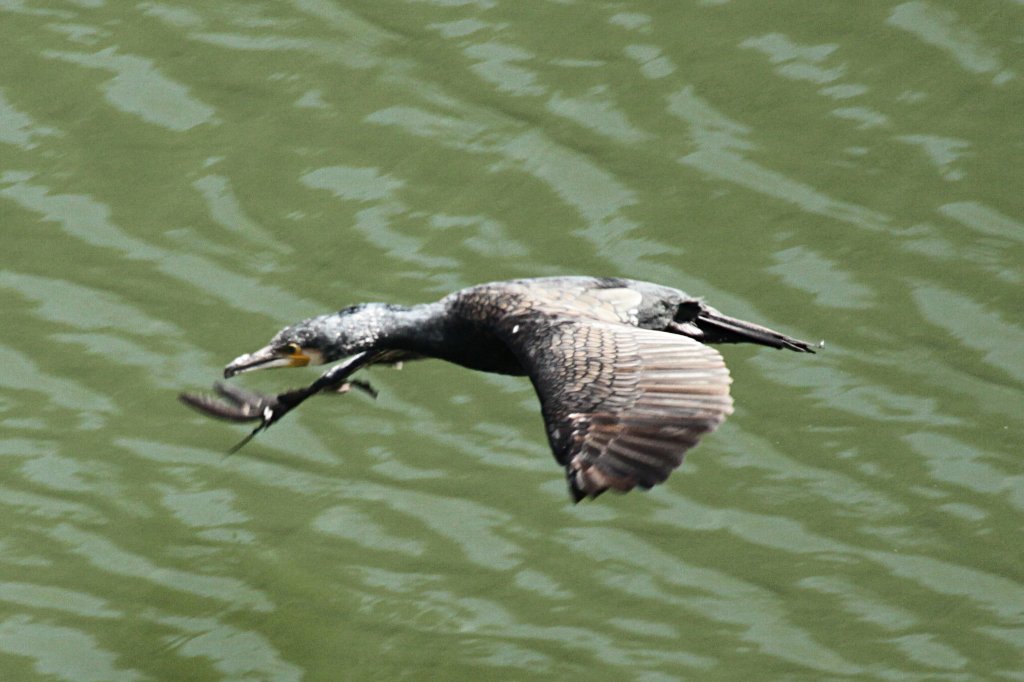 �Q�Ăӂ��߂��ē�����J���E