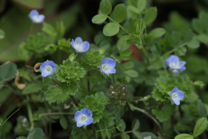 �匢�̃t�O��