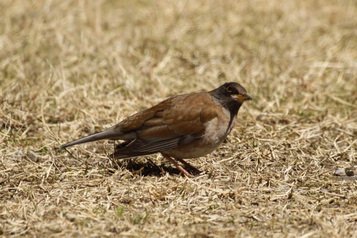 �V���n��