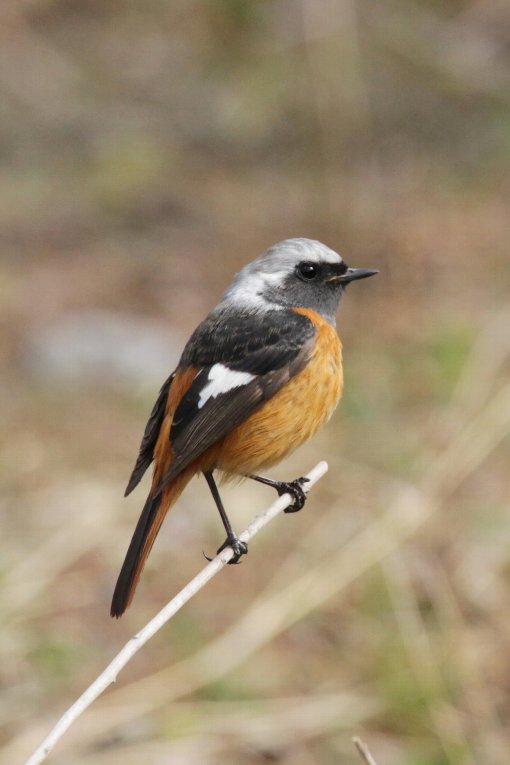 �W���E�r�^�L