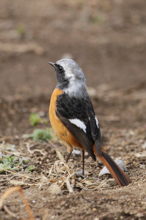 �W���E�r�^�L