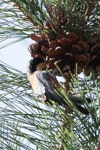 ���}�K��