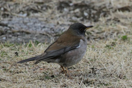 �V���n��