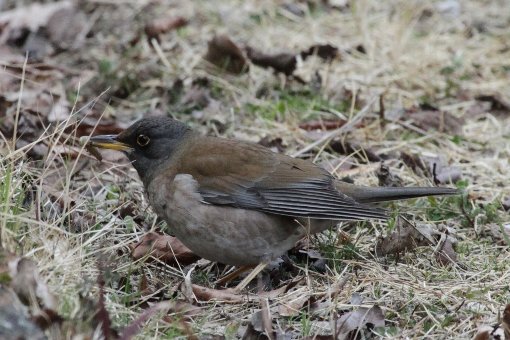 �V���n��