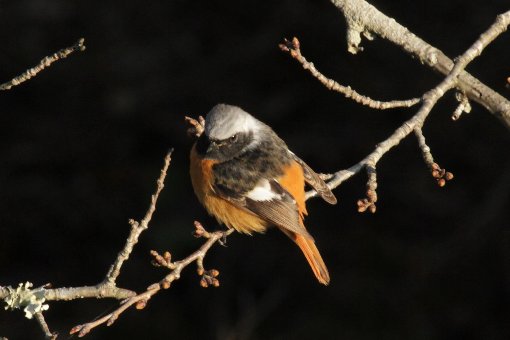 �W���E�r�^�L