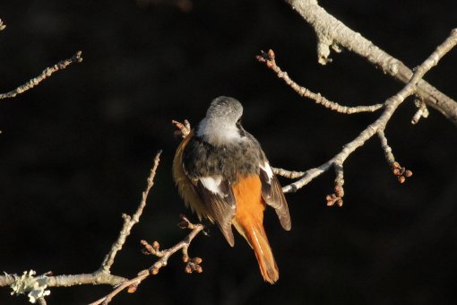 �W���E�r�^�L