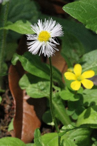 �q���W�I���ƃJ�^�o�~