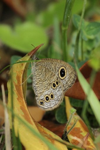 �P���g�֖�