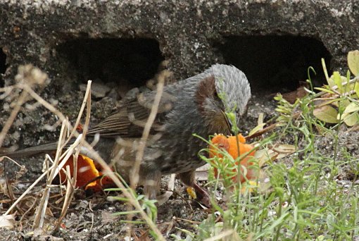 �q���h��