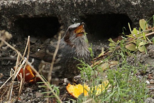 �q���h��