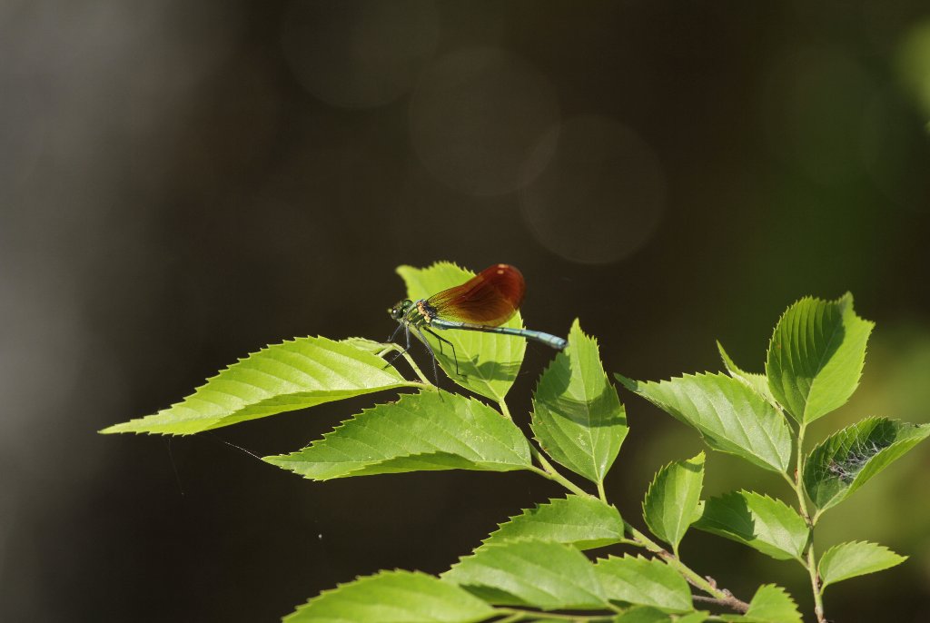 �j�z���J���g���{