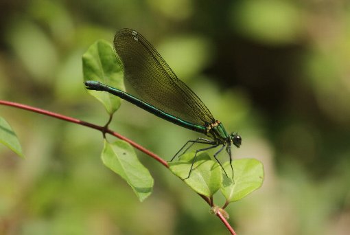 �A�T�q�i�J���g���{