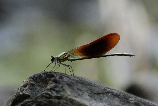 �j�z���J���g���{