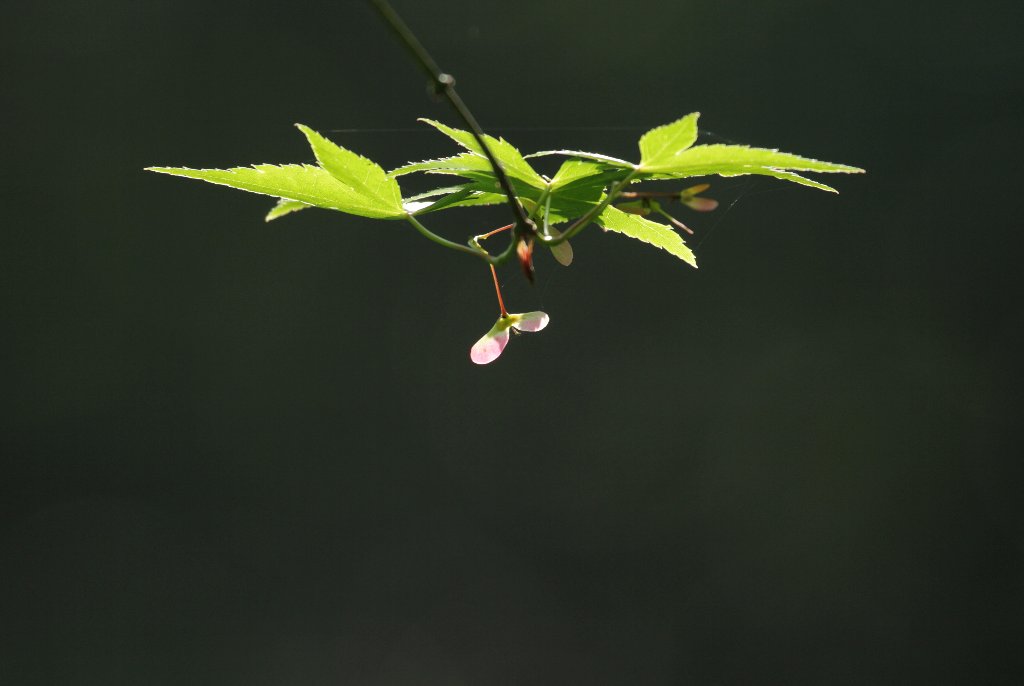 �C���n���~�W�̎�