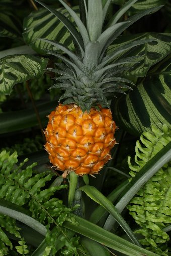 �p�C�i�b�v��