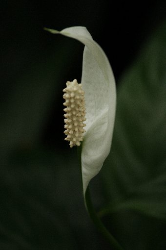 �X�p�e�B�t�B����