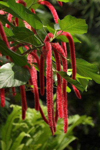 �A�J���t�@