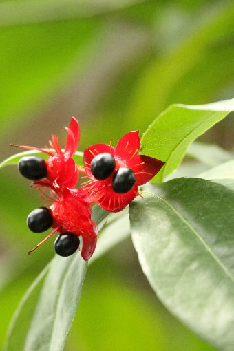 �~�b�L�[�}�E�X�v�����g