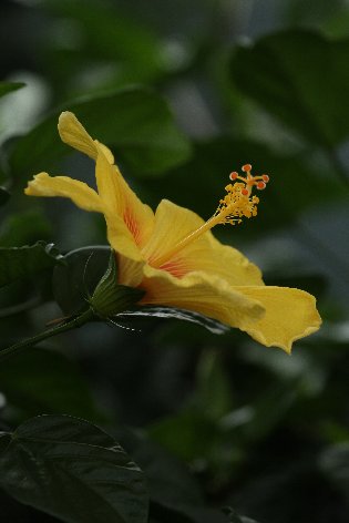 �n�C�r�X�J�X