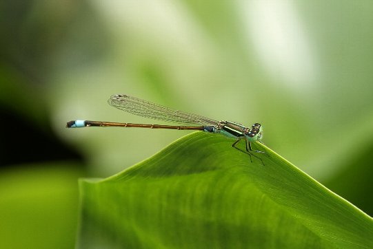 �A�I�����C�g�g���{