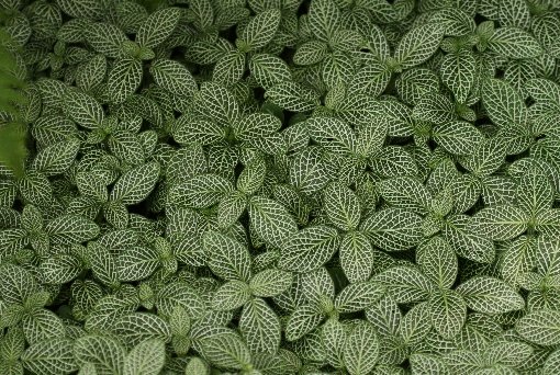 �V���A�~���O�T