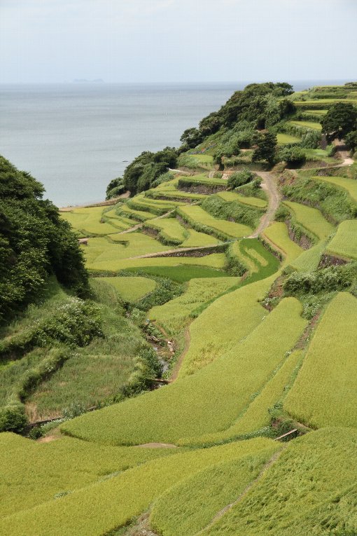 �l��Y�̒I�c