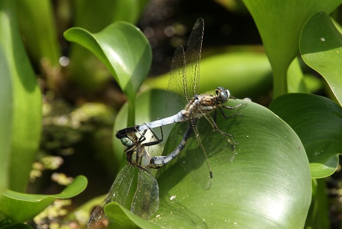 �V�I�J���g���{