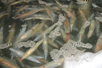 �C�J�����`