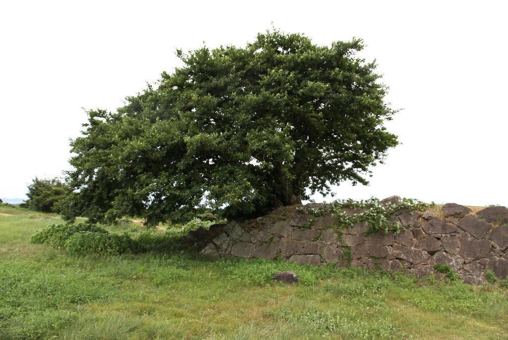 ���쉮���