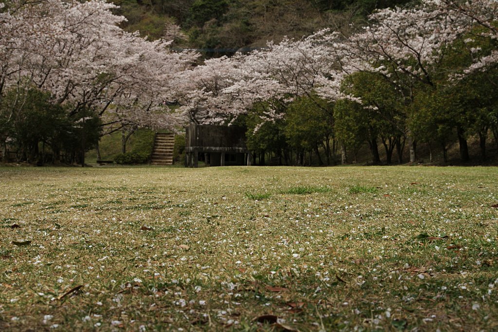 ���̉Ԃ��O�~