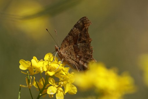 �L�^�e�n�@