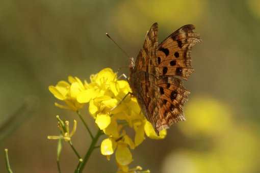 �L�^�e�n�A