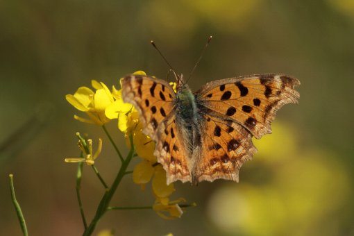 �L�^�e�n�B