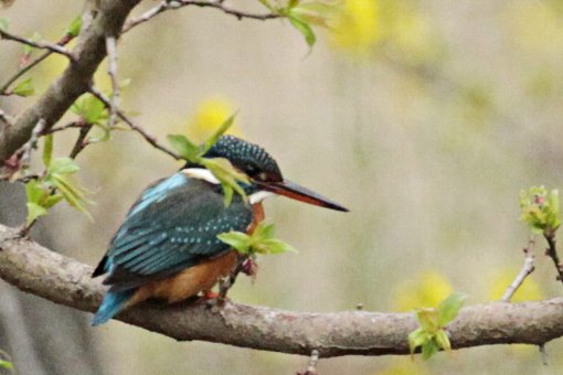 �J���Z�~�@