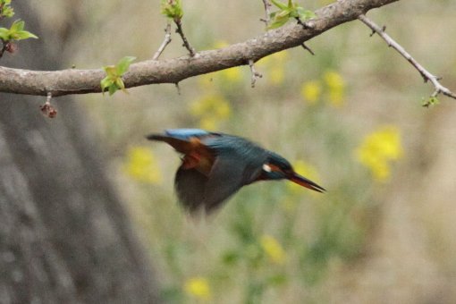 �J���Z�~�A