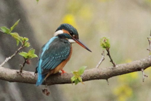 �J���Z�~�B