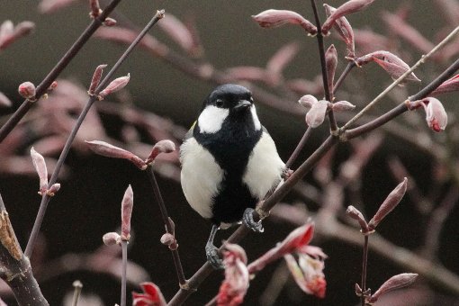 �V�W���E�J��