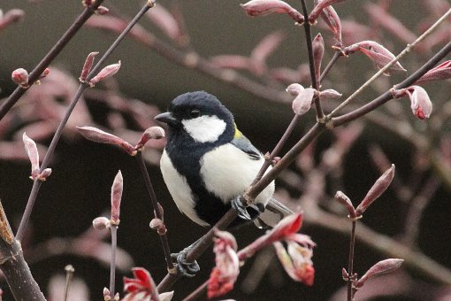 �V�W���E�J��