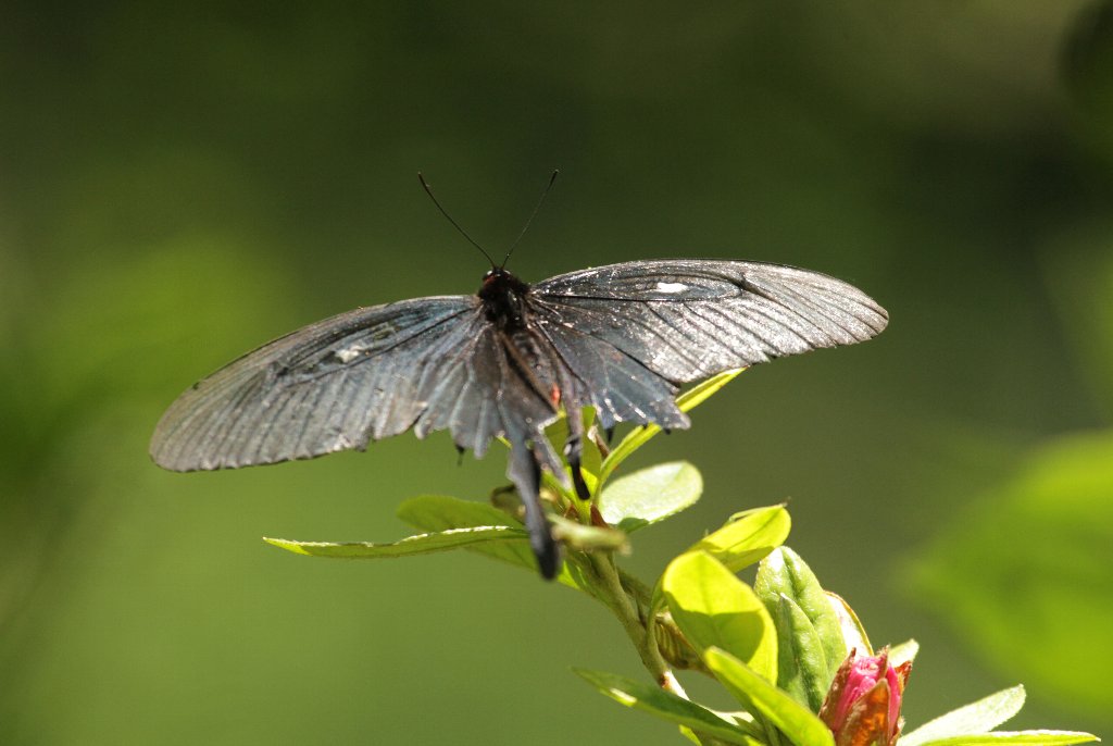 �A�Q�n�`���E