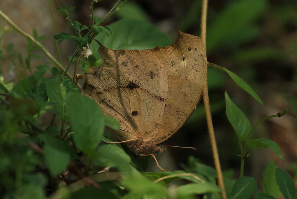 �N���R�m�}�`���E