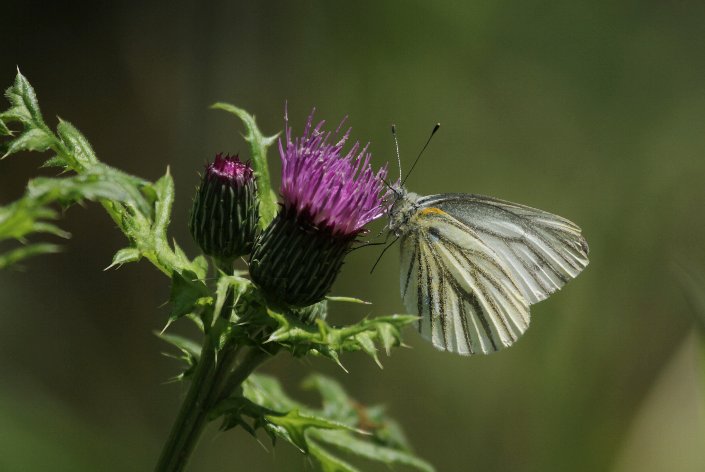 �A�U�~�̖����z���X�W�N���V���`���E