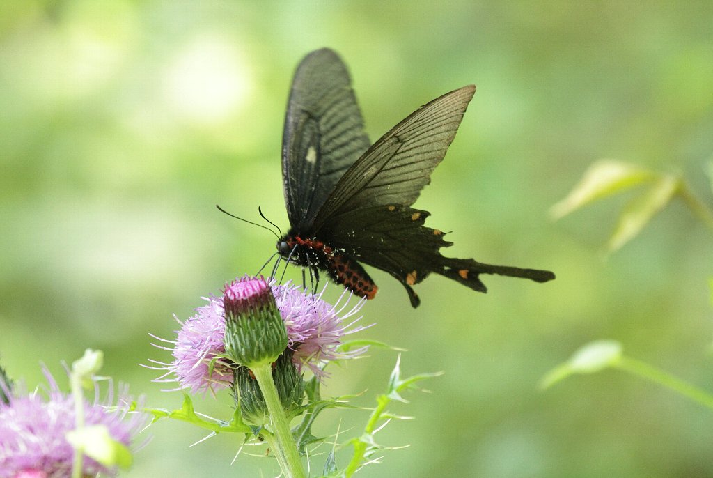 �A�Q�n�`���E