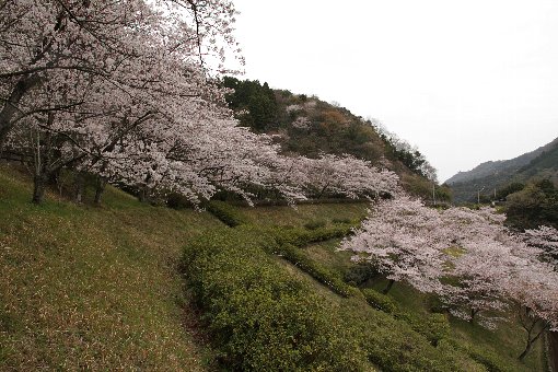 �]�_���̐���g������J