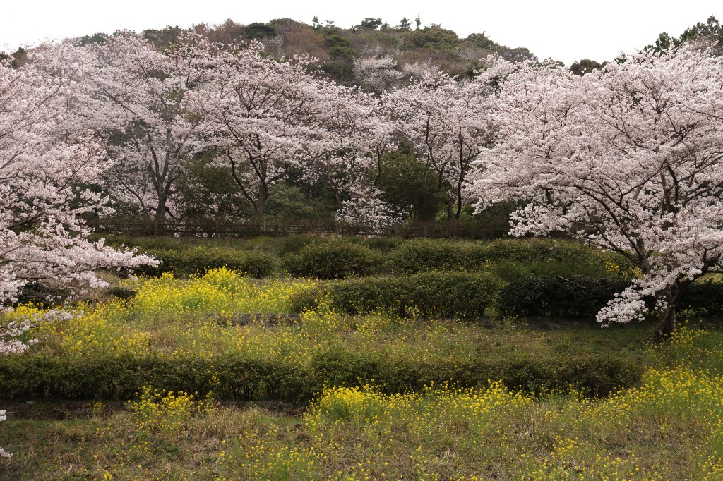 �؂̉ԂƐ���g���