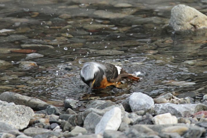 �W���E�r�^�L