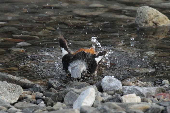 �W���E�r�^�L